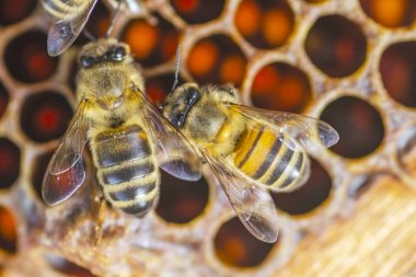 yaz sonunda apiary petek üzerinde bal arıları 
