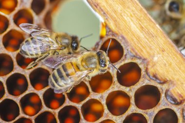 yaz sonunda apiary petek üzerinde bal arıları 
