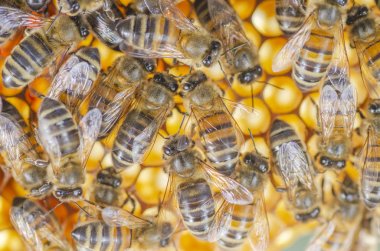 yaz sonunda apiary petek üzerinde bal arıları 