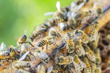 yaz sonunda apiary petek üzerinde bal arıları 