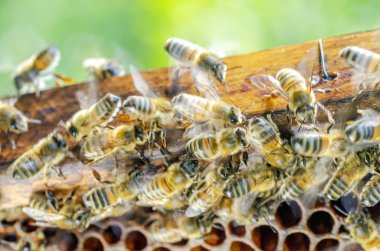 yaz sonunda apiary petek üzerinde bal arıları 