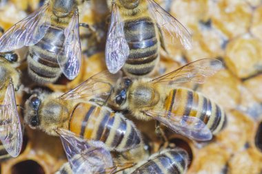 yaz sonunda apiary petek üzerinde bal arıları 