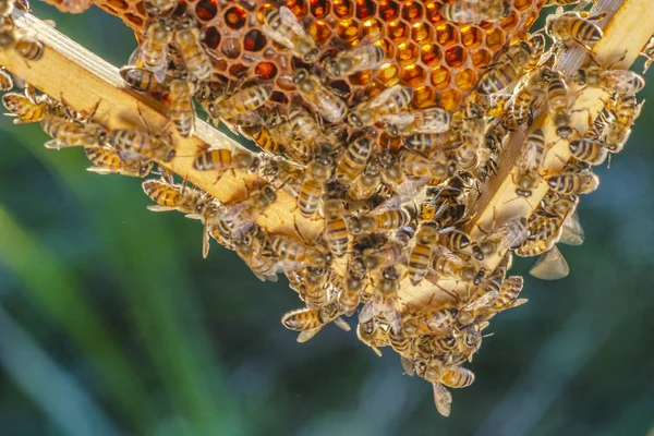 夏の終わりのアピアリーでハニカムにミツバチ — ストック写真