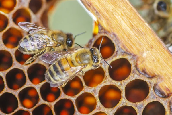 Медовые Пчелы Сотах Пасеке Конце Лета — стоковое фото