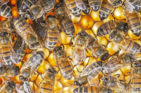 Yaz Sonunda Apiary Petek Üzerinde Bal Arıları — Stok fotoğraf