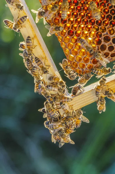 Honingbijen Honingraat Bijenstal Late Zomer — Stockfoto