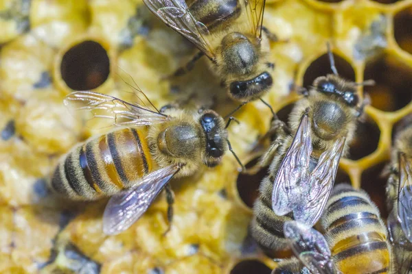 Abejas Melíferas Panal Colmenar Finales Del Verano — Foto de Stock