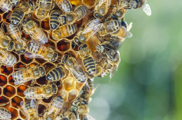 Yaz Sonunda Apiary Petek Üzerinde Bal Arıları — Stok fotoğraf