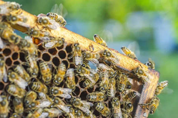 Honigbienen Spätsommer Auf Der Wabe Bienenhaus — Stockfoto