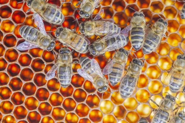 Honigbienen Spätsommer Auf Der Wabe Bienenhaus — Stockfoto