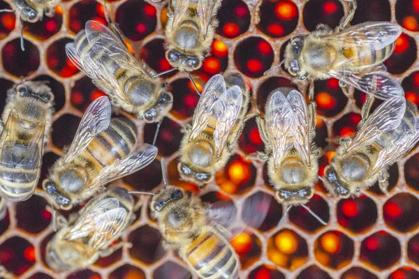 Yaz Sonunda Apiary Petek Üzerinde Bal Arıları — Stok fotoğraf