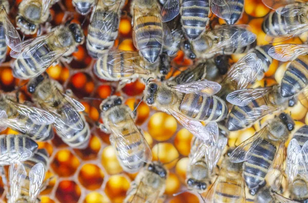 Honigbienen Spätsommer Auf Der Wabe Bienenhaus — Stockfoto