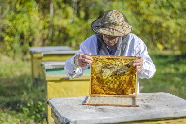Kıdemli Arı Yetiştiricisi Yazın Arı Kovanında Teftiş Yapıyor — Stok fotoğraf