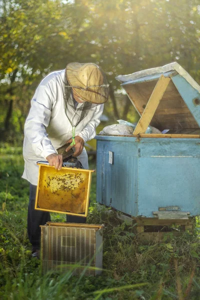 Apiarist Sênior Que Faz Inspeção Apiary Verão — Fotografia de Stock