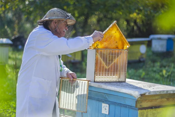 Starszy Pszczelarz Przeprowadzający Inspekcję Pasiece Okresie Letnim — Zdjęcie stockowe