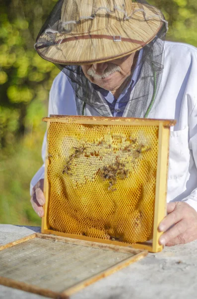 Senior Bijenhouder Die Zomer Bijenstal Inspecteert — Stockfoto