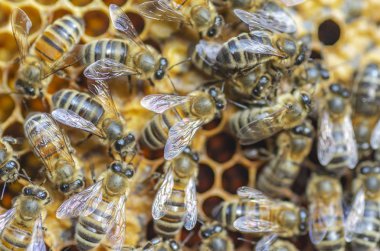 apiary petek üzerinde bal arıları 