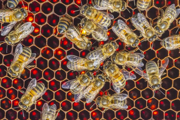 Honigbienen Auf Bienenwaben Bienenhaus — Stockfoto