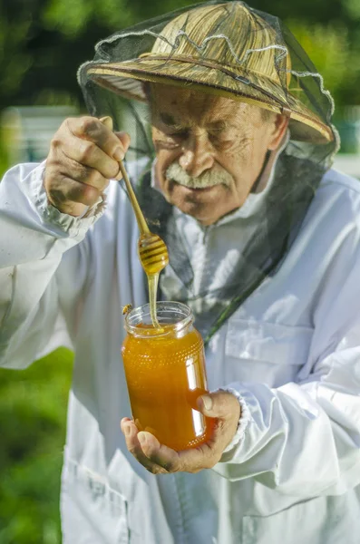 高级蚜虫学家在蚜虫中检查蜂蜜 — 图库照片