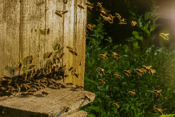 Honey Bees Sin Bikupa Sommaren — Stockfoto