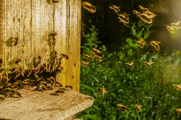 Api Mellifere Che Entrano Nel Loro Alveare Estate — Foto Stock