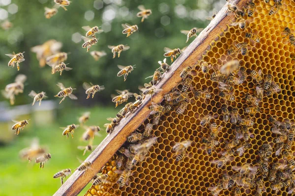 Sciame Api Intorno Barattolo Pieno Miele Apiario — Foto Stock