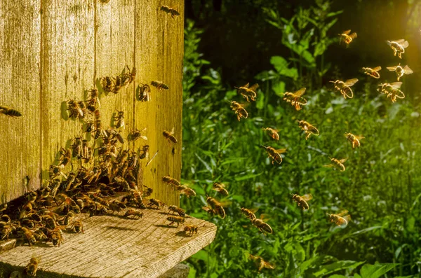 Pszczoły Miodne Wjeżdżających Uli Okresie Letnim — Zdjęcie stockowe
