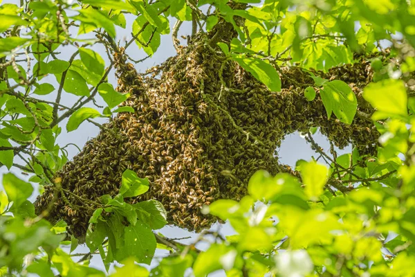 Swarm Honey Bees Hanging Tree Summertime — Stock Photo, Image