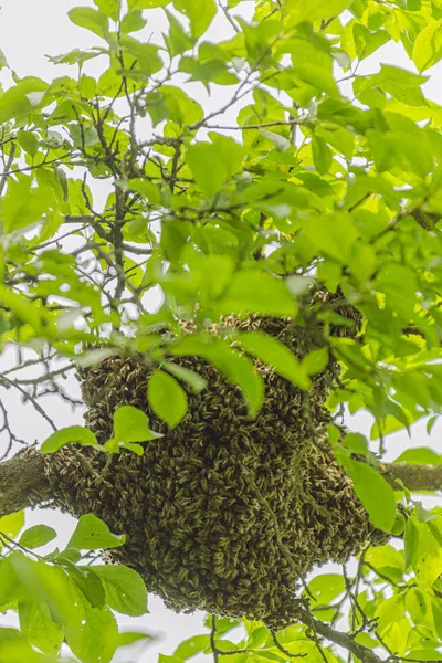 成群的蜜蜂挂在树上 — 图库照片
