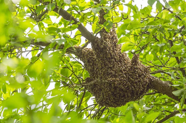 Enjambre Abejas Melíferas Colgando Árbol Verano — Foto de Stock