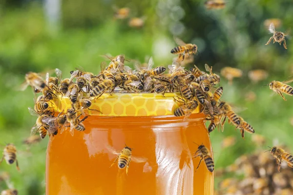 Arı Kovanında Bal Dolu Bir Kavanozun Etrafında Arı Sürüsü — Stok fotoğraf