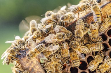 yaz aylarında apiary petek üzerinde bal arılarının yakın çekim 