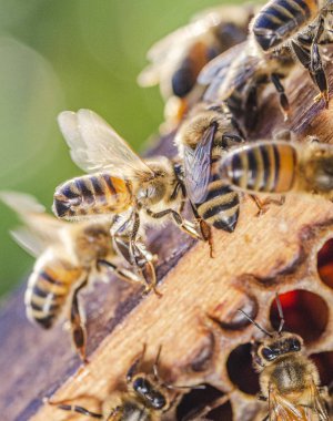 yaz aylarında apiary petek üzerinde bal arılarının yakın çekim 