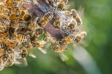 yaz aylarında apiary petek üzerinde bal arılarının yakın çekim 