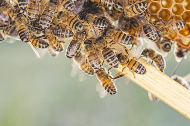 yaz aylarında apiary petek üzerinde bal arılarının yakın çekim 