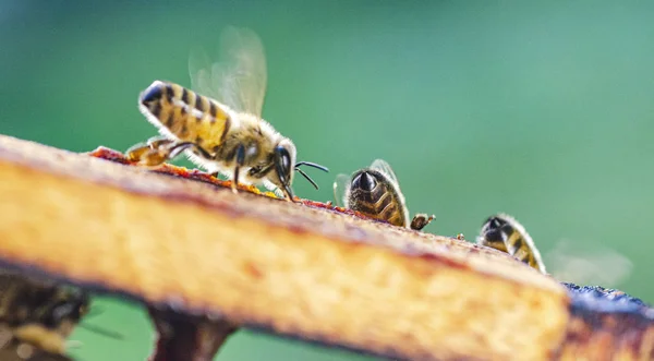 Primer Plano Las Abejas Melíferas Panal Colmenar Verano — Foto de Stock