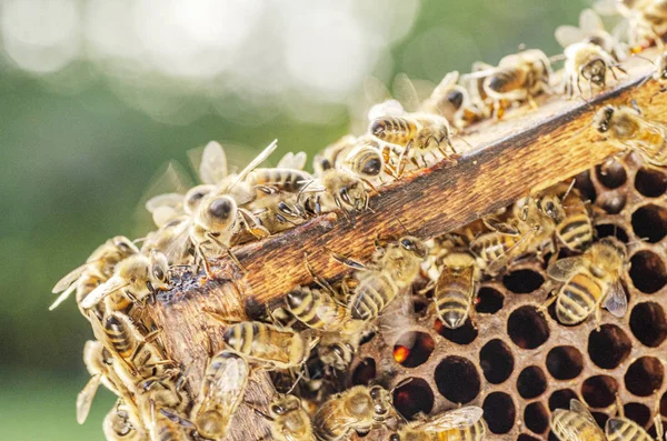 Närbild Honungsbin Honeycomb Bigården Sommaren — Stockfoto