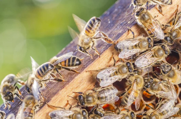 Gros Plan Abeilles Mellifères Nid Abeille Dans Rucher Été — Photo