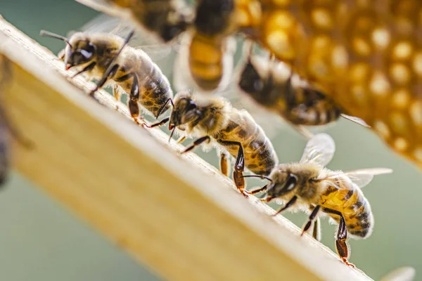 yaz aylarında apiary petek üzerinde bal arılarının yakın çekim 