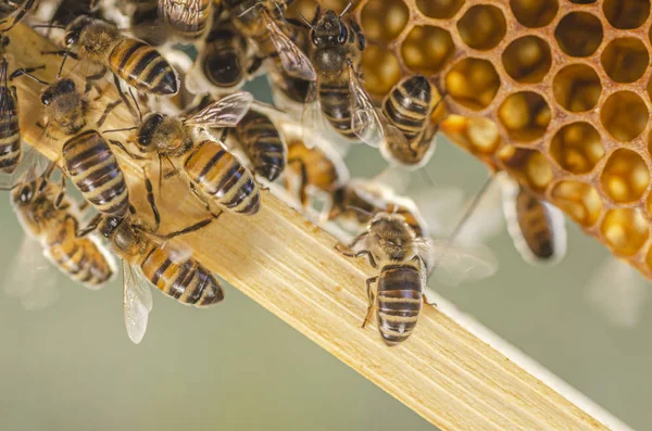Zbliżenie Pszczół Miodnych Plaster Miodu Pasary Okresie Letnim — Zdjęcie stockowe
