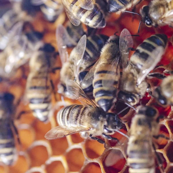 Yaz Aylarında Apiary Petek Üzerinde Bal Arılarının Yakın Çekim — Stok fotoğraf