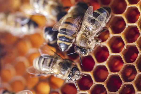 Nahaufnahme Von Honigbienen Auf Waben Bienenhaus Sommer — Stockfoto
