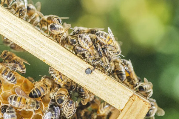 Närbild Honungsbin Honeycomb Bigården Sommaren — Stockfoto