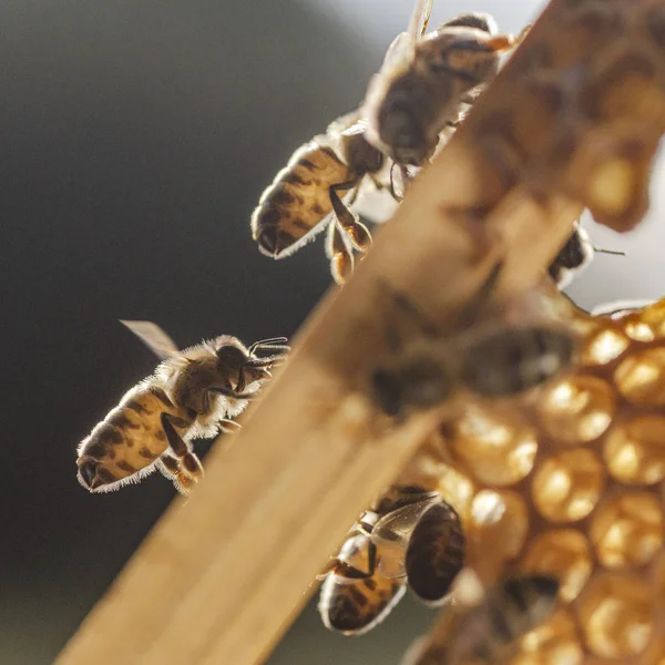 Yaz Aylarında Apiary Petek Üzerinde Bal Arılarının Yakın Çekim — Stok fotoğraf