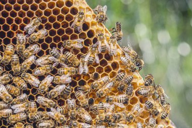Arı kovanında bal arıları yaz mevsiminde 