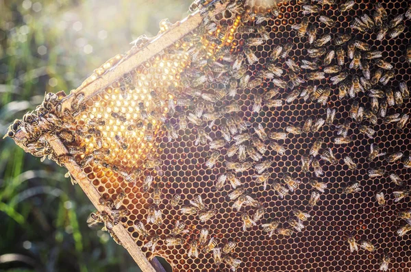 Honigbienen Auf Der Bienenwabe Bienenhaus Sommer — Stockfoto