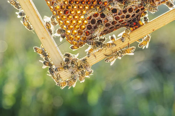 ミツバチは夏には蜂の巣の上で — ストック写真