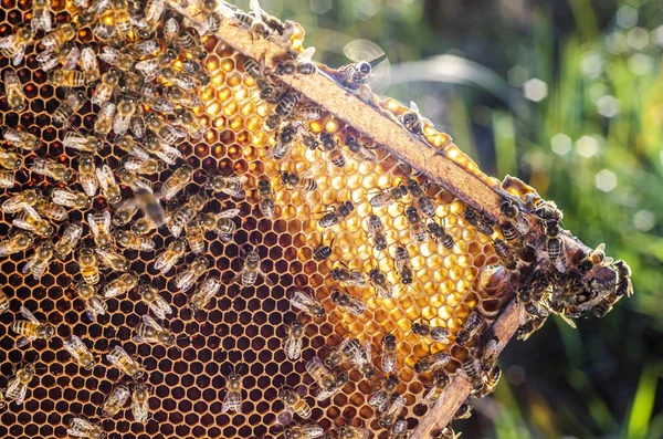 ミツバチは夏には蜂の巣の上で — ストック写真