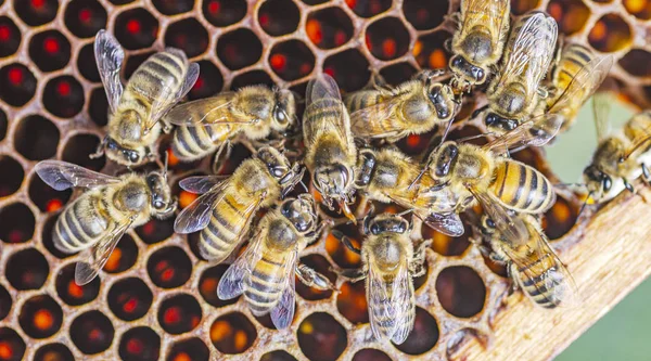 Honingbijen Honingraat Zomer — Stockfoto