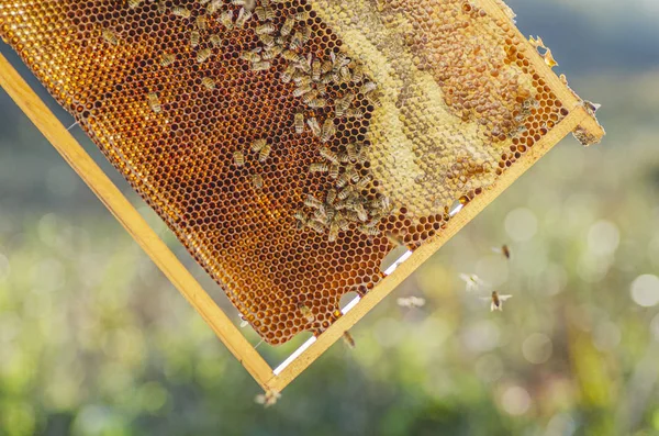 Honigbienen Auf Der Bienenwabe Bienenhaus Sommer — Stockfoto